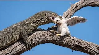 Thumbnail: He Stole the Chick—Now the Eagles Are Coming