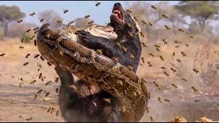 Thumbnail: 1,000 Bees vs 2 Monsters: No One Survives This!