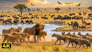 Thumbnail: African Safari Treasures 4K 🦏 Majestic Wild Animals with Relaxing Piano Music & Nature Ambience