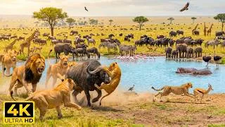 Thumbnail: African Safari Landscapes 4K 🦓 Incredible Wildlife Moments with Gentle Piano Music & Nature Sounds
