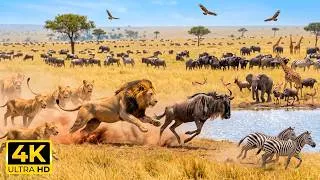 Thumbnail: Wildlife of the African Savanna 4K 🦒 Beautiful Animal Encounters with Soft Piano & Nature Sounds