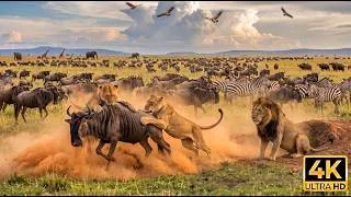 Thumbnail: African Safari Experience 4K 🌿 Majestic Wildlife Moments with Calm Piano Music & Nature Sounds