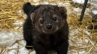 Thumbnail: Fishers like you have NEVER seen them before! 