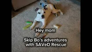Thumbnail: Skip Bo's Adventures, Skip Bo is adoptable at www.savedrescue.com #puppy #savedrescue