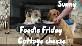 Thumbnail: Foodie Friday with SAVeD Rescue Cottage cheese.