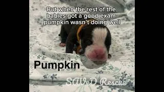 Thumbnail: Momma Sage's puppies are here!