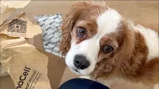 Thumbnail: HE GETS A SURPRISE IN THE MAIL!!