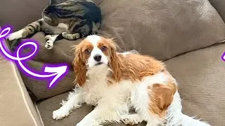 Thumbnail: CUTE DOG GETS HIJACKED!