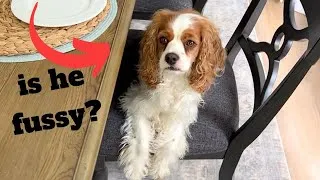 Thumbnail: DOG TASTE TEST! | Cavapoo samples all the treats!