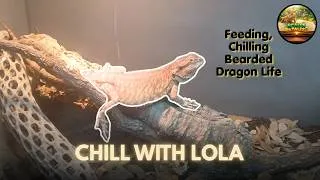 Thumbnail: Come hang out with Lola!