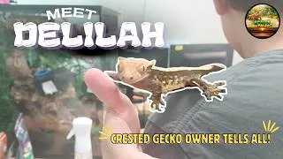 Thumbnail: Meet Delilah! What It’s REALLY Like Having a Crested Gecko as a Class Pet!