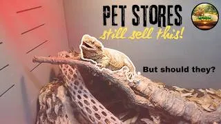 Thumbnail: Are RED Lights BAD for Reptiles? Here's the truth!