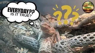 Thumbnail: Why You Should NEVER Feed Mealworms Every Day!