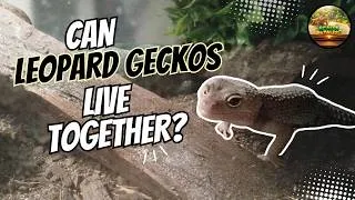 Thumbnail: Why Leopard Geckos Should NEVER Live Together!