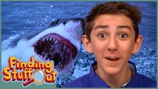 Thumbnail: Learn all about your TEETH 🦷 Full Episode | Finding Stuff Out | Scholastic STEAM