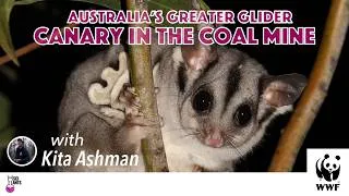 Thumbnail: Greater Gliders & Why They Matter: A Conservationist on Australia's Climate Crisis