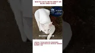 Thumbnail: White cats with grey eyes | Science Hub