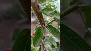 Thumbnail: Mealy bugs (Sap sucker)