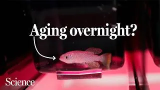 Thumbnail: The stages of aging aren’t what we thought