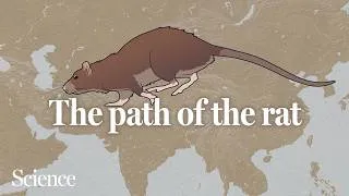 Thumbnail: Rats followed us all over the world, but where are they from?