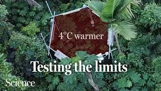 Thumbnail: Can tropical forests keep up as the planet warms?