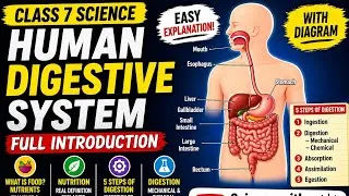 Thumbnail: Human Digestive System Class 7 | Full Introduction | Food, Nutrients & Nutrition Explained + Diagram