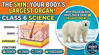 Thumbnail: Skin – Largest Organ 😲 | Class 6 Science | Functions & Layers Explained Easily