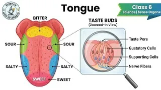 Thumbnail: Class 6 Science | Tongue Explained | Taste Buds, Papillae & Saliva in Easy Way + SHOCKING Fact!