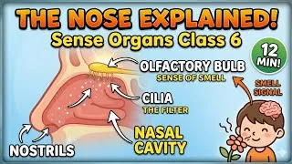 Thumbnail: Sense Organs Class 6 | Nose Explained in 12 Minutes 👃 | Breathing, Nasal Cavity, Olfactory bulb