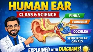 Thumbnail: Human Ear Class 6|Super Easy Lecture|Pinna,Eardrum,Cochlea Explained|Science Lecture(Diagram+Tricks)