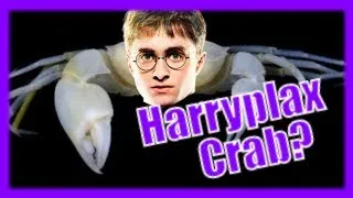 Thumbnail: 12 Real World Creatures with Harry Potter Names