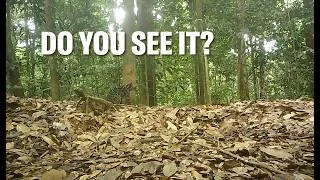 Thumbnail: Exclusive: Unprecedented video of Sunda clouded leopards, the ‘ghosts of the forest’