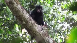 Thumbnail: Newly discovered monkey has orange lips and sounds like a 🐷