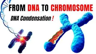 Thumbnail: How DNA Becomes Chromosomes ? The Incredible Transformation ! 🧬