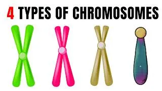 Thumbnail: Classifying chromosomes based on the centromere position ! 🧬