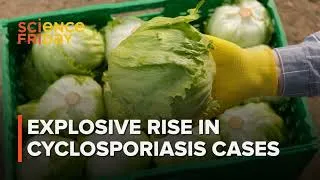Thumbnail: Hold the lettuce: Updates on the 'explosive' cyclospora outbreak