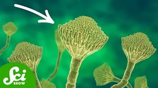 Thumbnail: King Tut’s Curse Could Cure Cancer