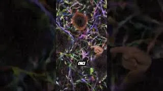 Thumbnail: He Painted the Human Brain