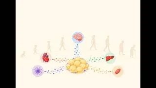 Thumbnail: Exploring How Fat Tissue Shapes Health Across a Lifetime