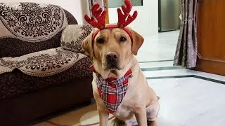 Thumbnail: Playing Christmas Games | Christmas Celebration 2020