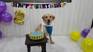 Thumbnail: Scooby's Birthday Celebration