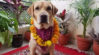 Thumbnail: #KukarTihar and #Diwali Celebration 2020