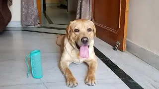 Thumbnail: Dog React To Different Sounds