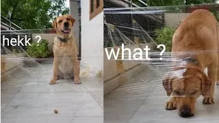 Thumbnail: My Dog's Reaction to the Invisible Challenge