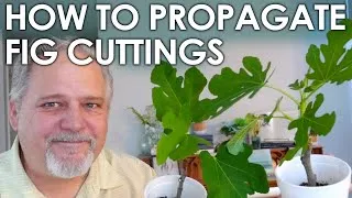 Thumbnail: Easy Fig Cutting Propagation || Black Gumbo