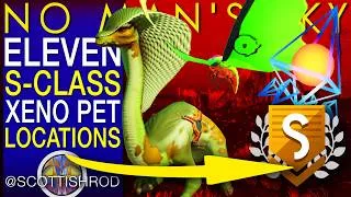 Thumbnail: Eleven GREAT S-Class Xeno Pets - The Arena League - No Man's Sky Update - NMS Scottish Rod