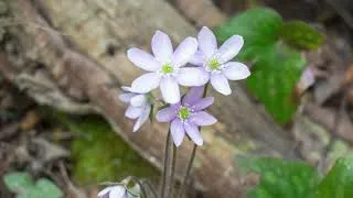 Thumbnail: Highlands Nature Sanctuary | Spring Break Day Trip