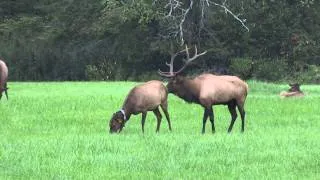 Thumbnail: Bull Elk Bugling