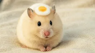 Thumbnail: Funny Hamsters Videos | Funny and Cute Moment of the Hamster video