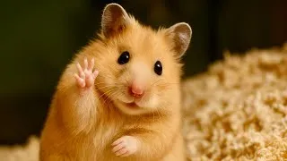 Thumbnail: Funny Hamsters Videos | Funny and Cute Moment of the Animals